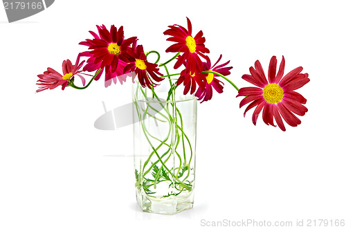 Image of Feverfew crimson in a glass
