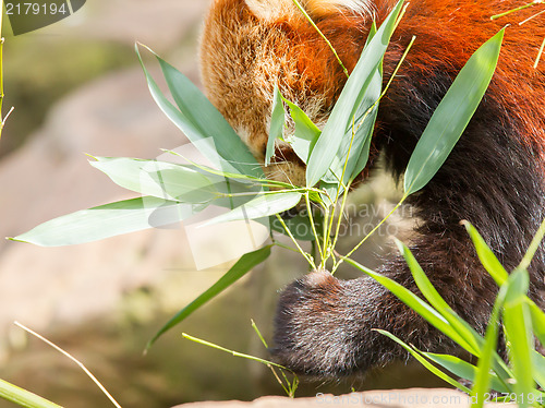 Image of The Red Panda, Firefox or Lesser Panda