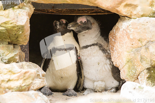 Image of African penguins collecting nesting material