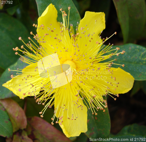 Image of Beautiful Yellow Flower