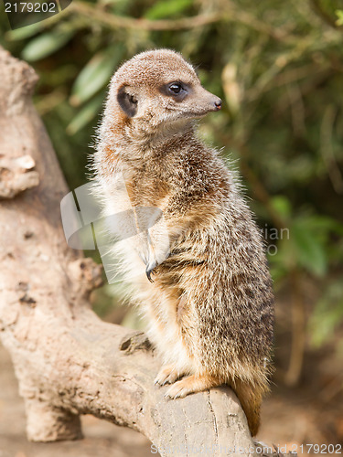 Image of Suricate or meerkat