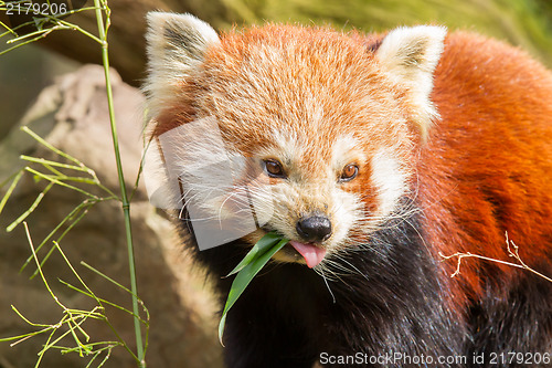 Image of The Red Panda, Firefox or Lesser Panda