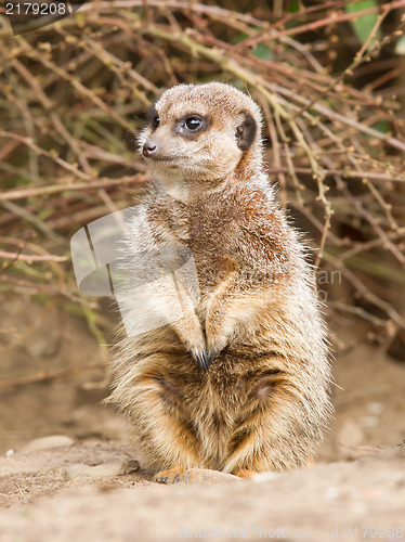 Image of Suricate or meerkat