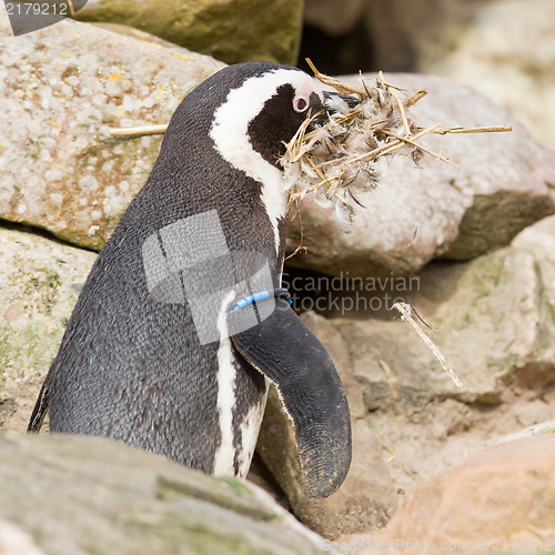 Image of African penguin collecting nesting material