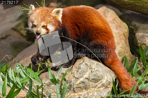 Image of The Red Panda, Firefox or Lesser Panda