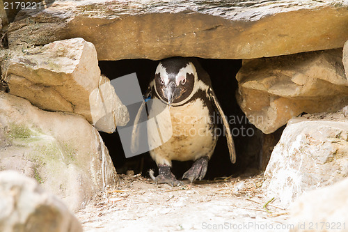 Image of African penguins