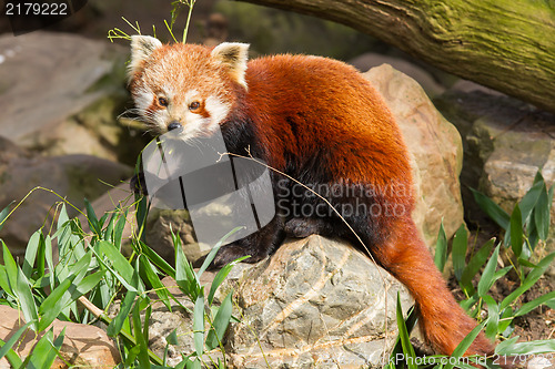 Image of The Red Panda, Firefox or Lesser Panda