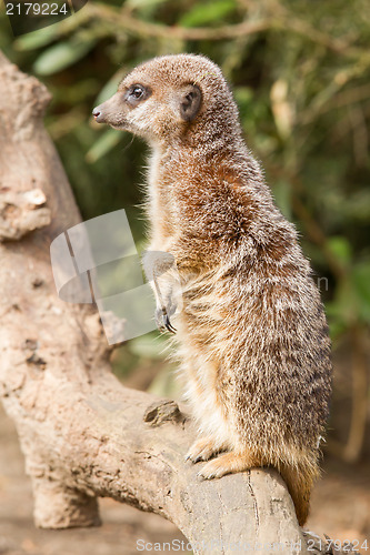 Image of Suricate or meerkat