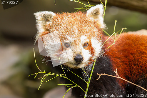 Image of The Red Panda, Firefox or Lesser Panda