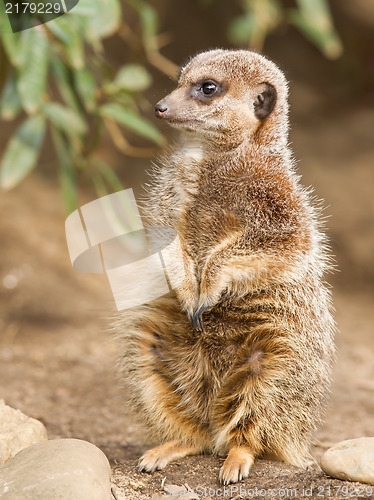 Image of Suricate or meerkat