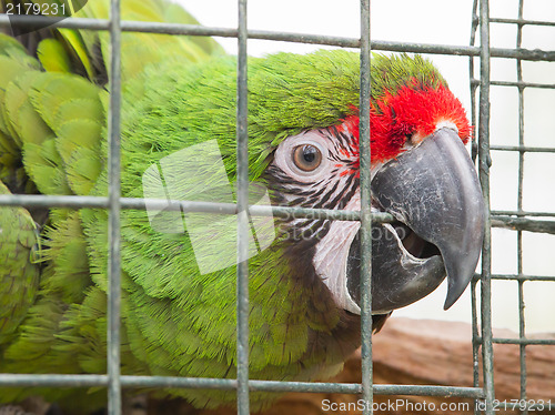 Image of Military Macaw (Ara militaris)