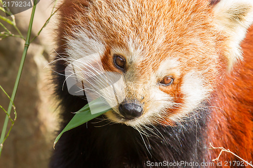 Image of The Red Panda, Firefox or Lesser Panda