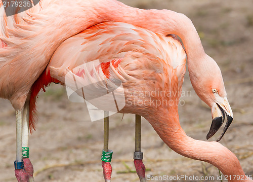 Image of Breeding flamingo pair