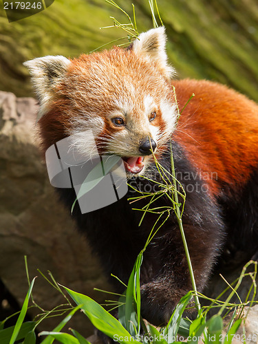 Image of The Red Panda, Firefox or Lesser Panda