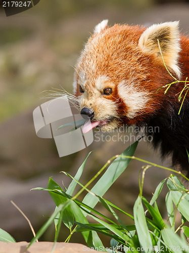 Image of The Red Panda, Firefox or Lesser Panda