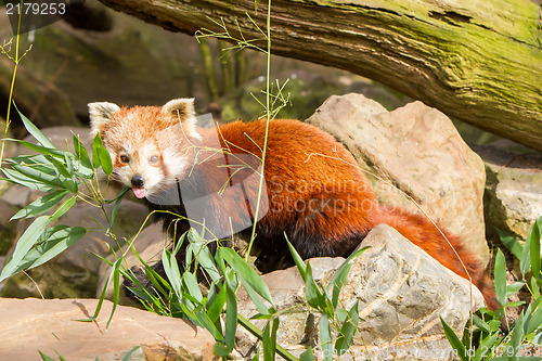 Image of The Red Panda, Firefox or Lesser Panda