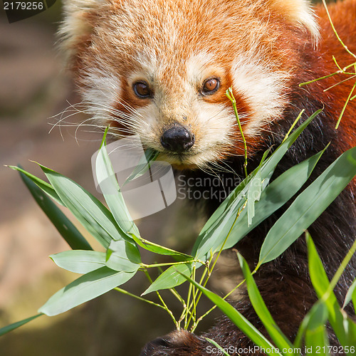 Image of The Red Panda, Firefox or Lesser Panda