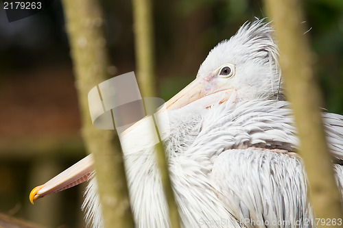 Image of Pink-backed Pelican - Pelecanus rufescens