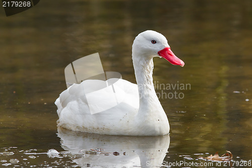 Image of The Coscoroba Swan