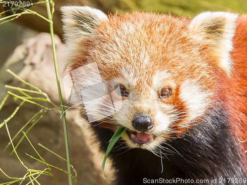 Image of The Red Panda, Firefox or Lesser Panda