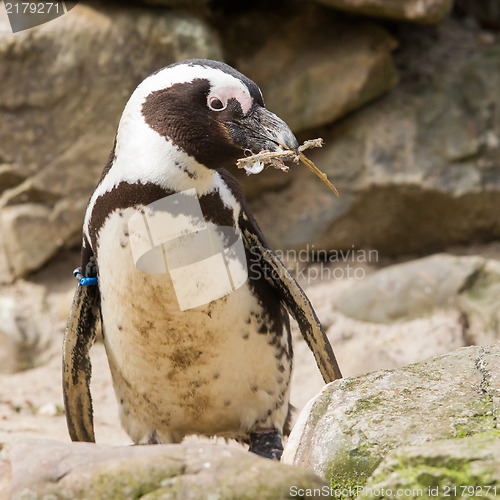 Image of African penguin collecting nesting material