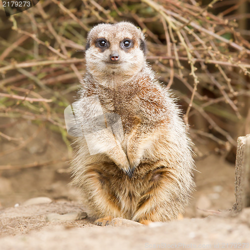 Image of Suricate or meerkat