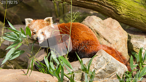 Image of The Red Panda, Firefox or Lesser Panda