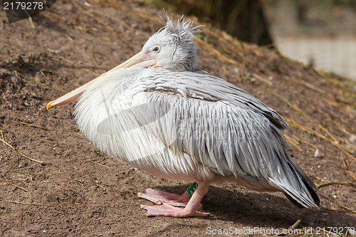Image of Pink-backed Pelican - Pelecanus rufescens