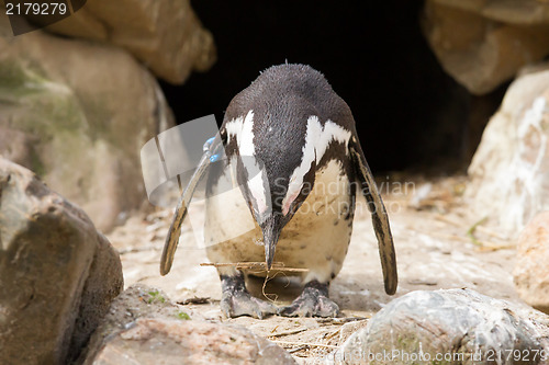 Image of African penguin collecting nesting material