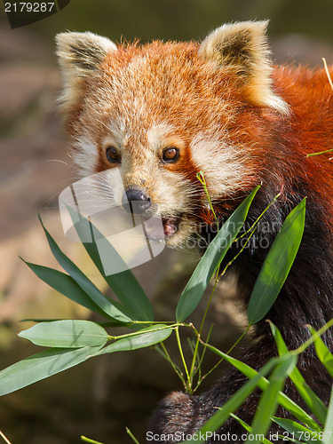 Image of The Red Panda, Firefox or Lesser Panda