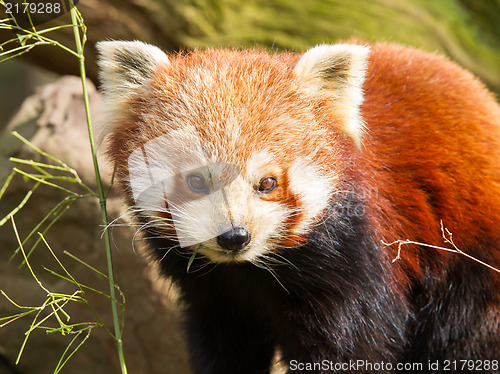 Image of The Red Panda, Firefox or Lesser Panda