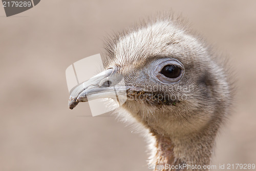 Image of Darwin's Rhea (Rhea pennata)