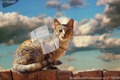 Image of cat on the roof