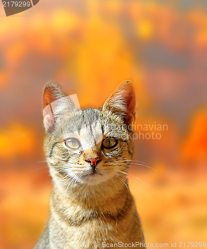 Image of cat portrait over autumn colors background