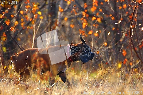 Image of dog shaking water off