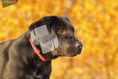 Image of portrait of a young labrador