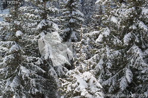 Image of Winter pine