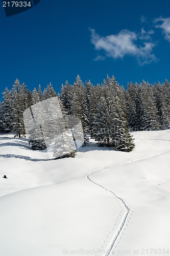 Image of Snowshoe traces