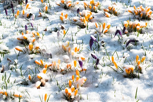 Image of crocus flowers in snow