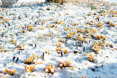 Image of crocus flowers in snow