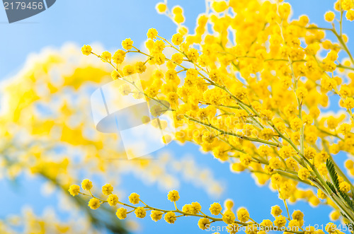 Image of Spring bouquet with a branch of a blossoming acacia tree