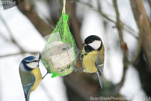 Image of birds