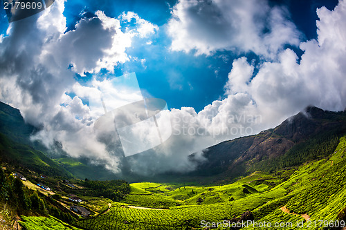 Image of Tea plantations in India