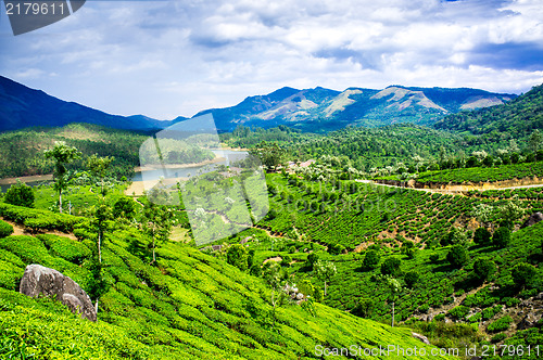 Image of Tea plantations in India