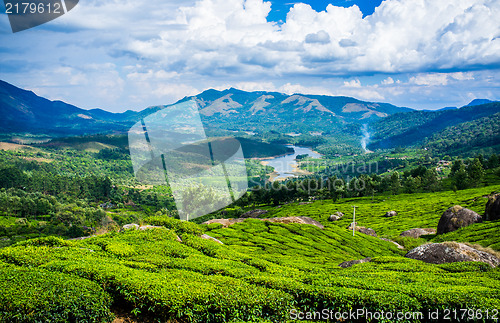 Image of Tea plantations in India