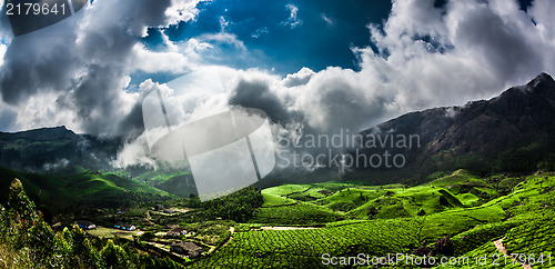 Image of Tea plantations in India