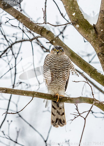 Image of Peregrine Falcon (Falco peregrinus).