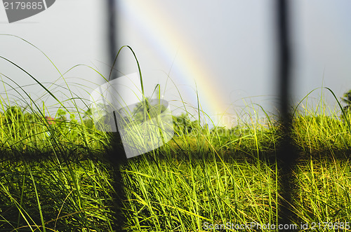 Image of Rainbow and Grass