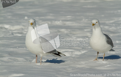 Image of Herring gull in the snow