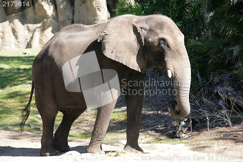 Image of Huge male African elephant walking around